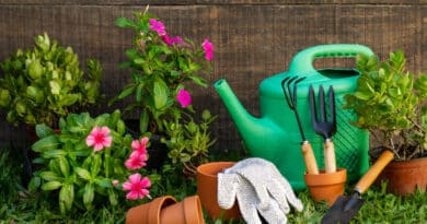 Como deixar seu jardim mais bonito com pequenas manutenções